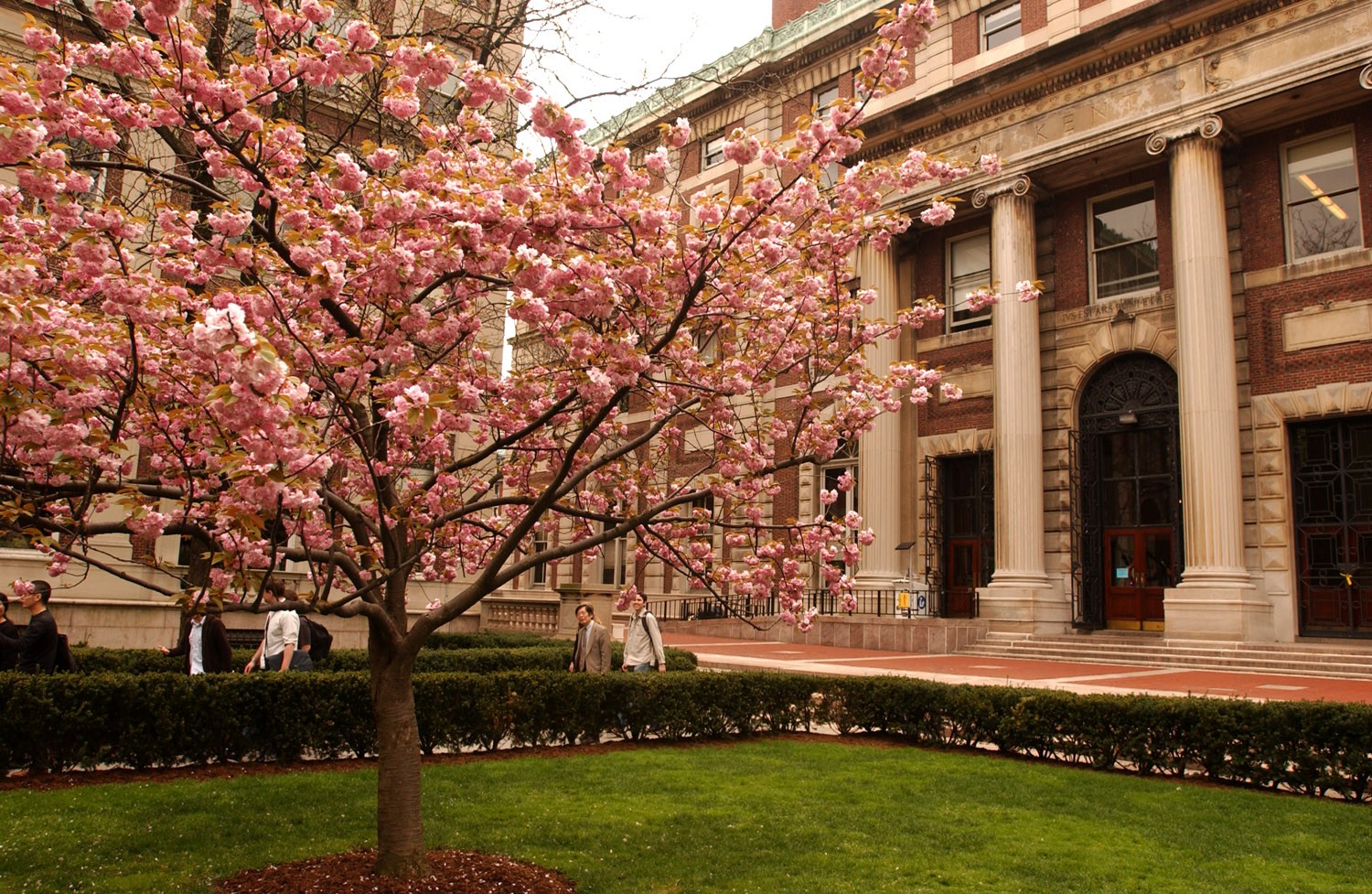 C.V. Starr Library and Kent Hall in spring