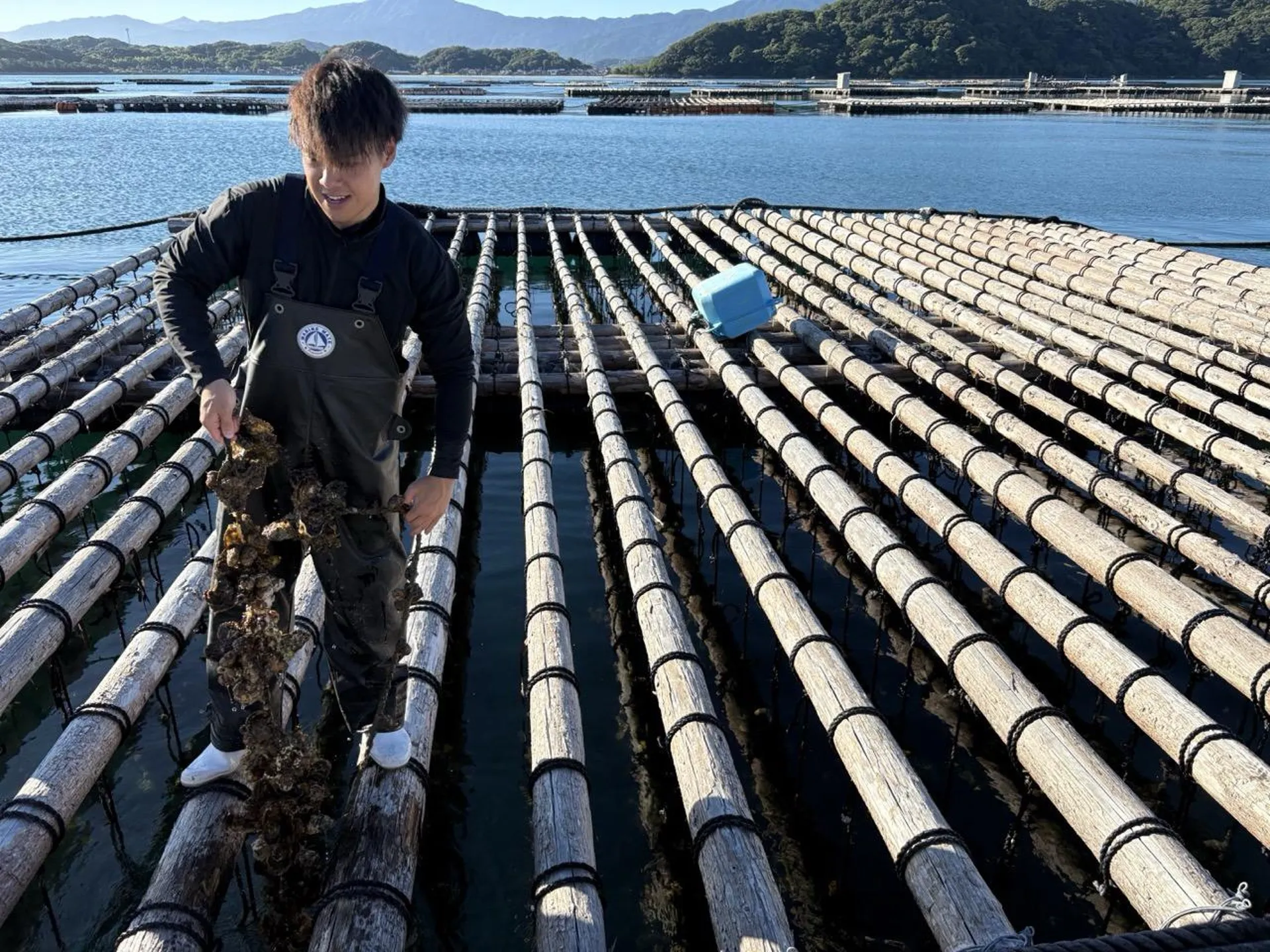 Oyster farming in Itoshima Bay